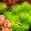 Thumbnail: Myriophyllum sp. "Guyana"