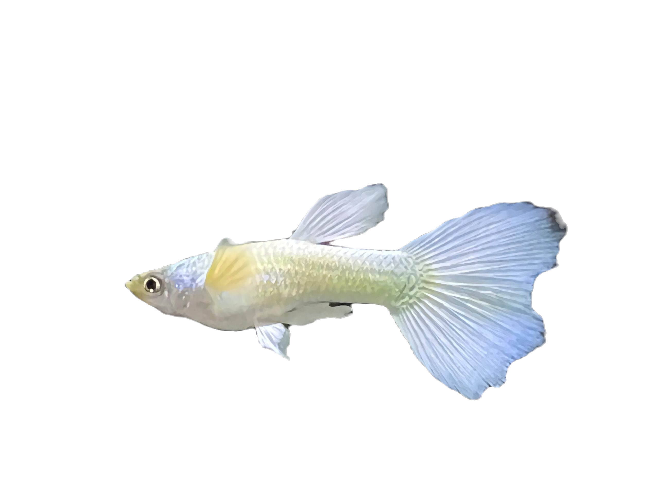 Platinum Guppy Male