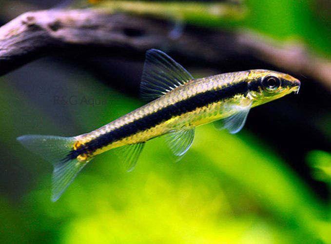 Thumbnail: Siamese Algae Eater – Best Algae Eating Fish for Aquariums UAE