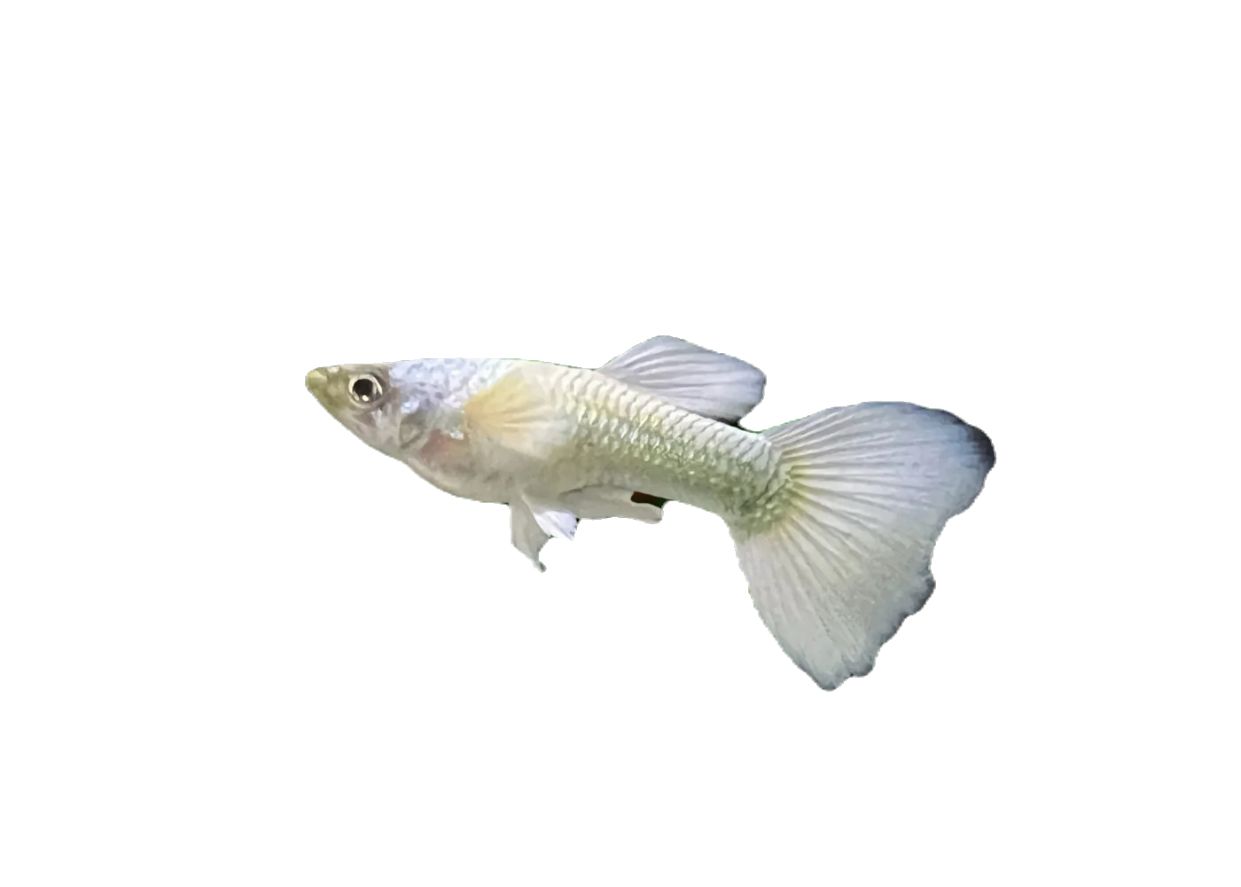White Guppy Male