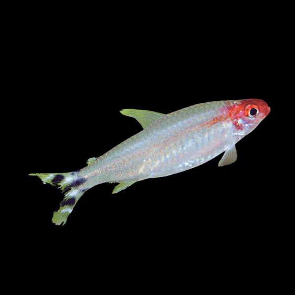 Diamond Rummy Nose Tetra Dubai