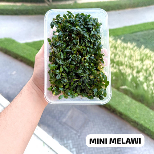 水草 Bucephalandra Mini Melawi. Mini Bilindae Bucephalandra sp. Melawi Mini, one of the smallest