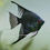 Thumbnail: Jet Black Angelfish in dubai