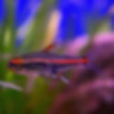 glowlight tetra fish in planted aquarium UAE