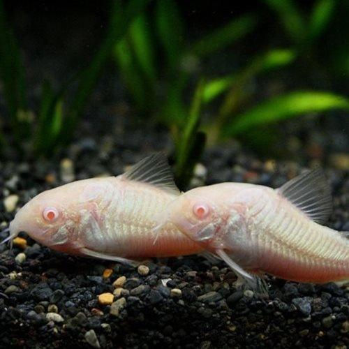 Albino corydoras bottom dweller fish in UAE