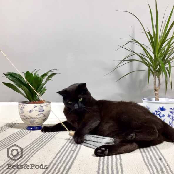 Thumbnail: Handmade Wool Felt Cat Teaser Wand | Interactive Kitten Toy | Eco-Friendly Cat T