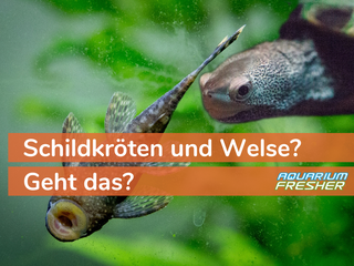 Können Schildkröten und Welse gemeinsam gehalten werden?