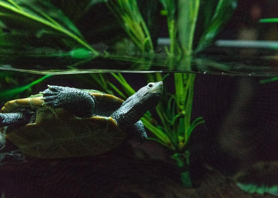 Wasserschildkröte im Wasser