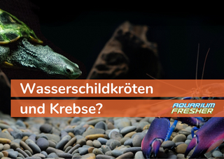 Wasserschildkröten und Krebse – geht das gut?