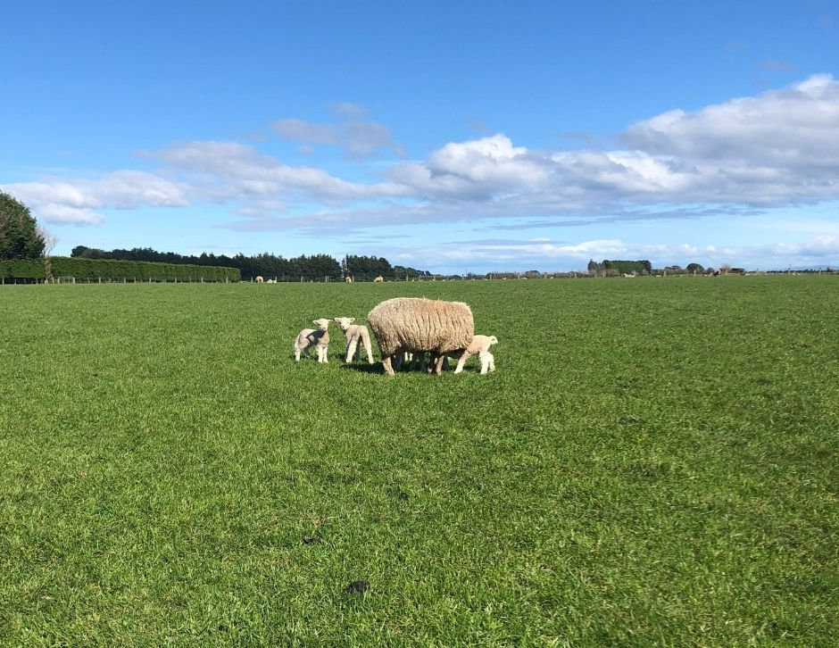 Does nutrition effect the incidence of bearings in sheep The AgriSciencer