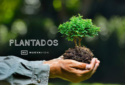 plantado