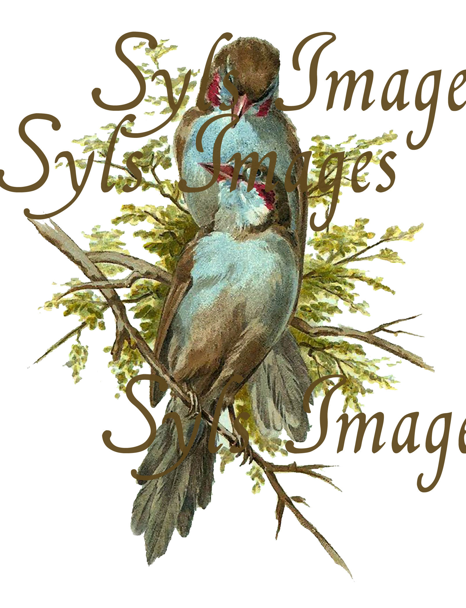 Vintage birds on branch Digital Download