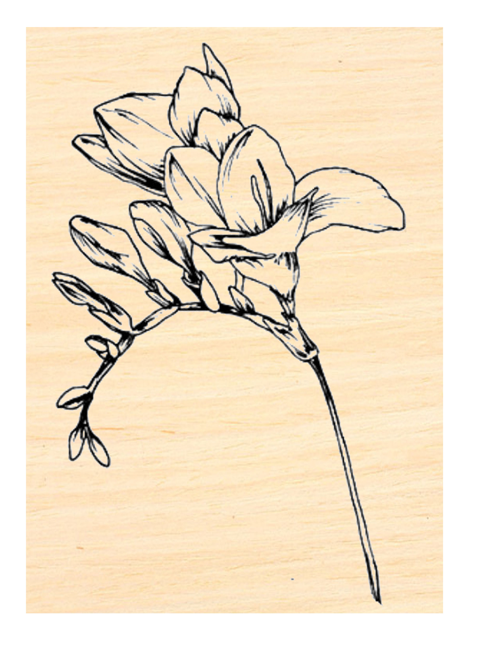 P121  Fresia Flowers Rubber Stamp