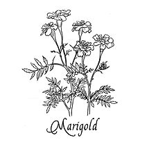 p55 marigold_edited.jpg