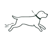 Chien qui ne revient pas au rappel