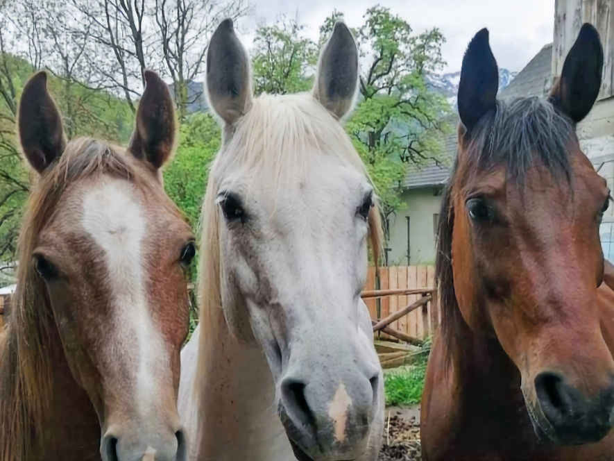 Naši konji_edited_edited_edited_edited.j