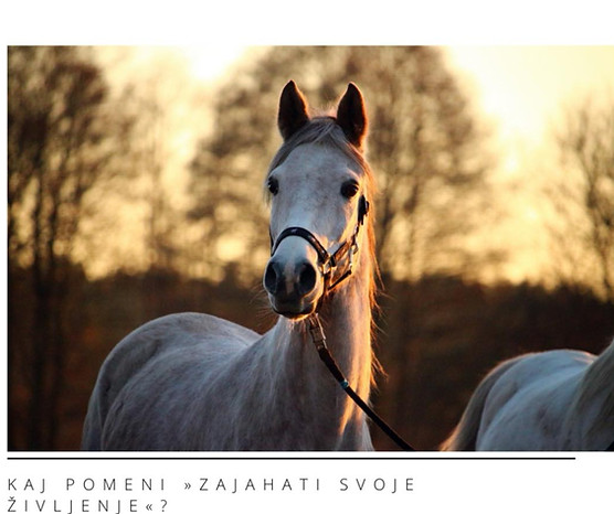 Kaj pomeni Zajahati življenje
