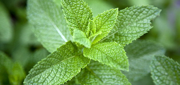 Image of a Peppermint Plant