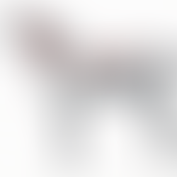 Anatomical illustration of a horse showing the skeleton and deep spinal muscles, highlighting structures involved in spinal stability and postural control.