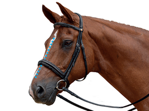 Close-up of horse wearing cavesson noseband showing dorsal midline of nasal planum the standard site for noseband tightness checking