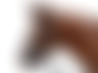 Close-up of horse wearing cavesson noseband showing dorsal midline of nasal planum the standard site for noseband tightness checking