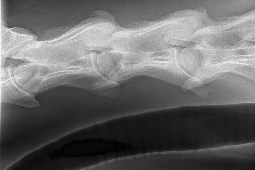 Lateral radiograph of a horse’s lower cervical spine showing the C6–C7 region and adjacent vertebrae.