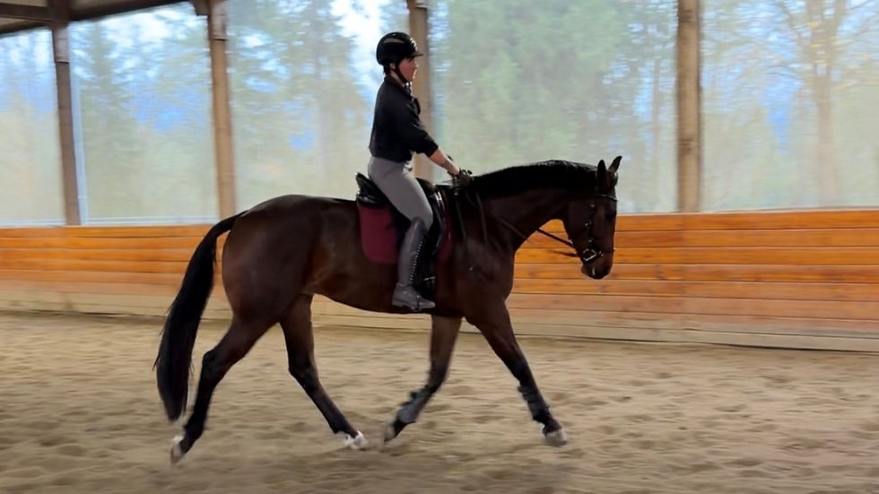 Horse and rider trotting in balanced, straight alignment under saddle during soundness-focused dressage training in an indoor arena.
