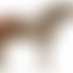 Anatomical diagram of the equine pelvis and sacroiliac joint highlighting the structural bridge for hind-end engagement.