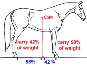 Diagram illustrating force vectors of rider mass and gravity acting on horse's back demonstrating how rider weight distribution affects equine spinal loading