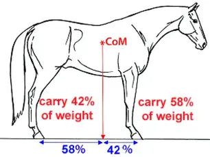 Diagram illustrating force vectors of rider mass and gravity acting on horse's back demonstrating how rider weight distribution affects equine spinal loading