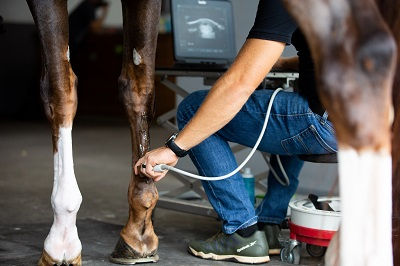 Veterinarian using an ultrasound probe to examine the lower leg tendons of a sport horse