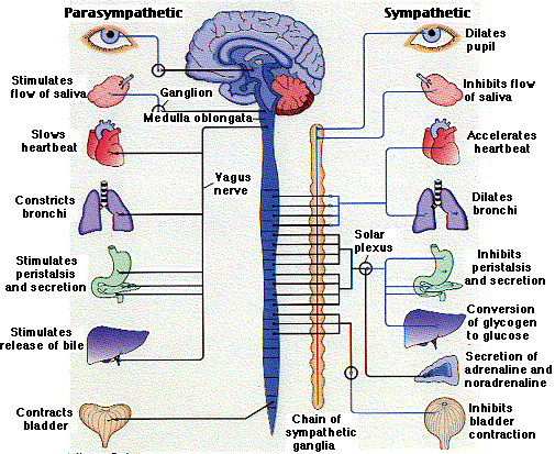 Scientific Art of Massage