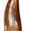 Thumbnail: Carcharodontosaurus tooth (3.5cms)