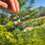 Thumbnail: Baby Sunset Dream