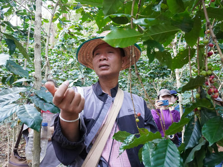 小規模だからこそ信頼と顔の見える関係が続くー北部タイ、カレン民族のスウェさんとレイジーマンコーヒーの森を歩く