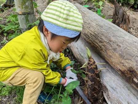 竹の子 いのゆり