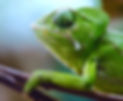 Chameleon on a Branch_edited_edited_edited_edited.jpg