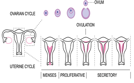 Endometrial Hyperplasia