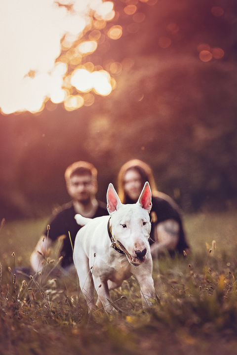 Nechte si vytvořit fotografie se svým psem.