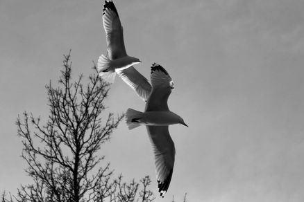 IMG_2228_edited.jpg