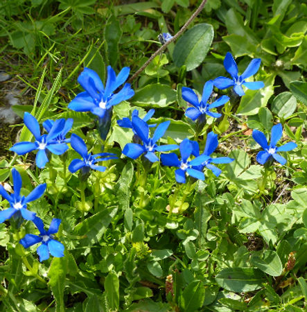 spring gentian_edited.jpg