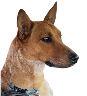 The Red Heeler who inspired the name Red Dog Trail Welders