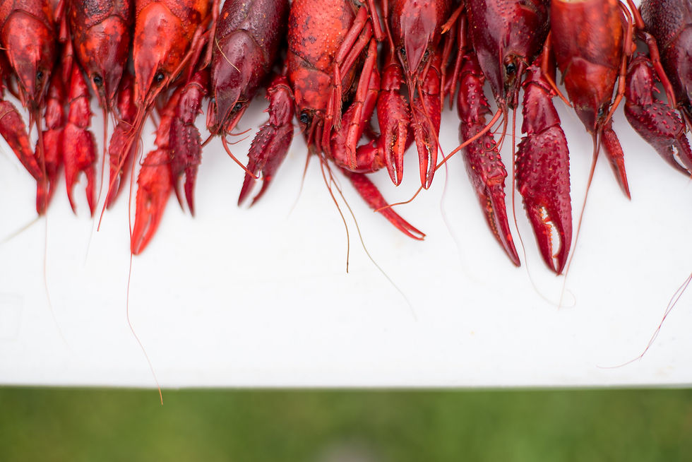 Crawfish from Stella