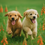 Thumbnail: Two happy Golden Retriever puppies, one golden-brown and one cream-colored, sitting side-by-side