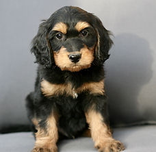 miniature Golden Mountain-doodle puppy
