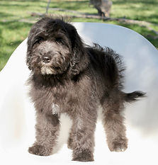 F1 English Goldendoodle puppy
