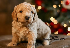 Mini English Goldendoodle Puppy