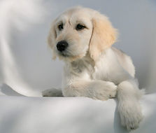 F1 English Goldendoodle puppy