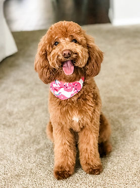 Honey red, curly mini goldendoodle