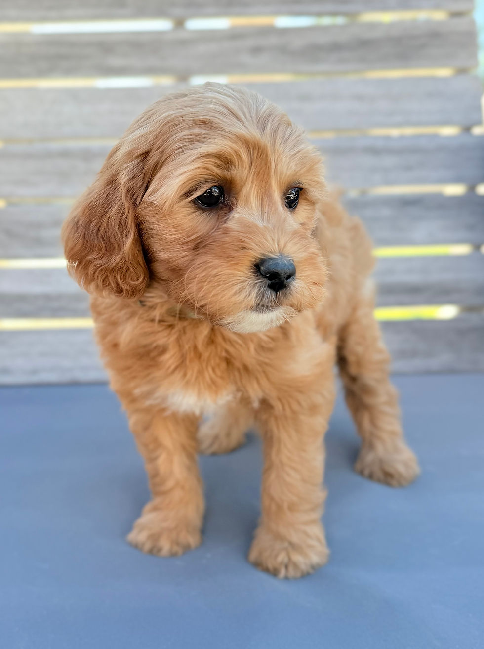 Nova 7 weeks